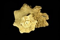 藏品(棘冠螺)的圖片